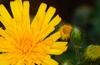 '花豹'斑葉山柳菊