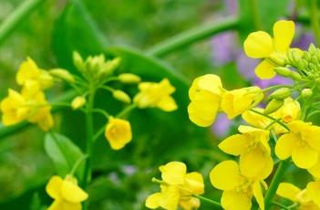 芸苔子 芸苔子图片