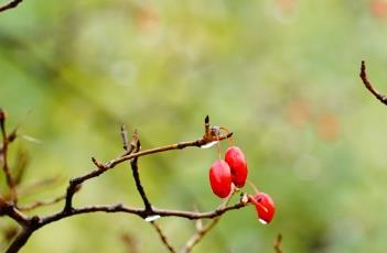 山茱萸_药鉴（山茱萸 中药学）