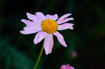 紅花除蟲菊