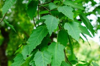 茶條槭（茶條槭圖片）