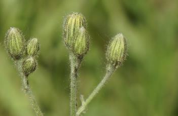 '花豹'斑葉山柳菊