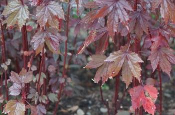 紅葉槿