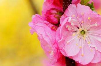 重瓣榆叶梅 重瓣榆叶梅花语