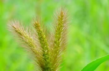 狗尾草（狗尾草凤仙花都属于草本植物）