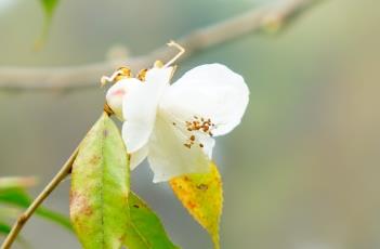 尖連蕊茶