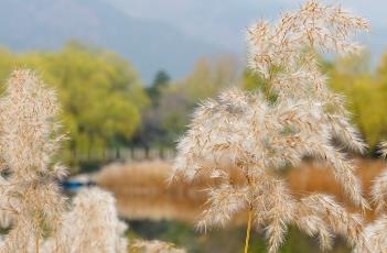 芦根