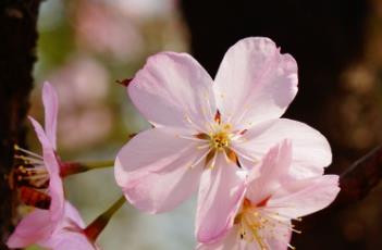 东京樱花 东京樱花数据