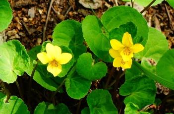 雙花堇菜（雙花堇菜圖與功效）