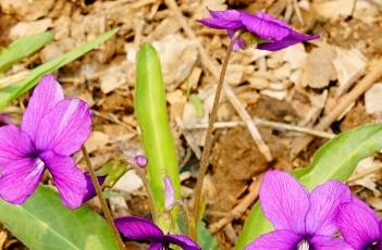 紫花地丁 紫花地丁治療哪些皮膚病