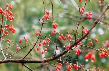 山茱萸_本草思辨錄 山茱萸 本草