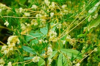 菟丝子_证类本草（菟丝子 本草）