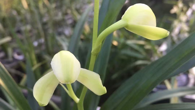 四季兰能开花多长时间（四季兰什么时间开花）