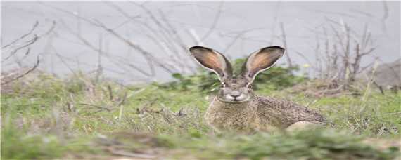 冬季野兔的活动规律（冬季野兔的活动规律有哪些）