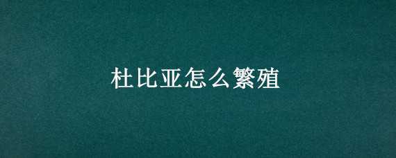 杜比亞怎么繁殖 杜比亞怎么繁殖后代