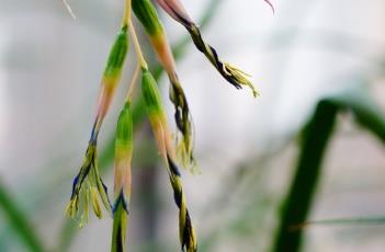 狭叶水塔花（狭叶水塔花是兰花吗）