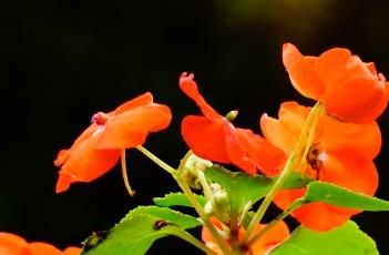 非洲凤仙花（非洲凤仙花图片）