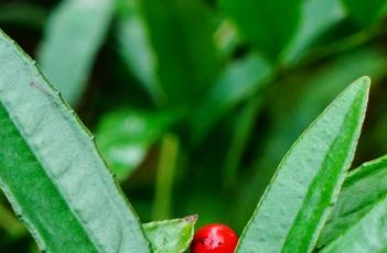 百两金 百两金的种植方法