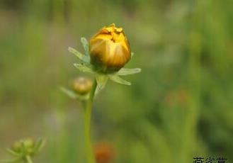 大花金雞菊