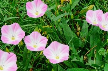 田旋花 鳶尾花