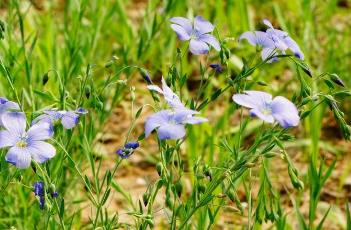 藍亞麻