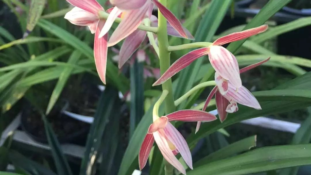 夏天蘭花幾天澆水（夏天蘭花幾天澆水一次好）