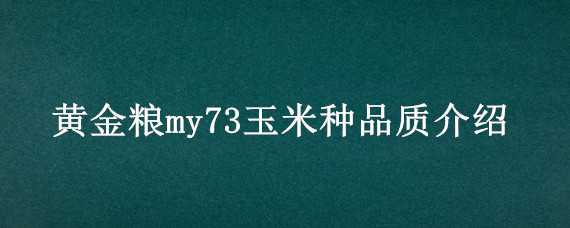 黄金粮my73玉米种品质介绍 黄金粮my73玉米种生育期多少天