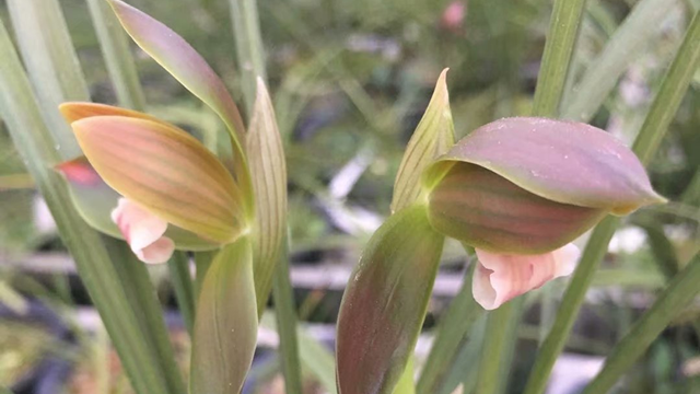 兰花夏天开花吗 什么兰花夏天开