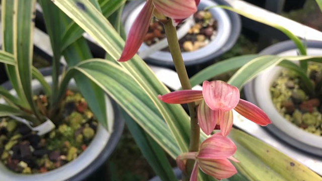 下山兰花怎么养（下山兰花怎么养）