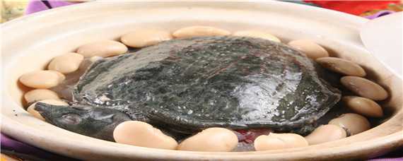 甲魚怎么養(yǎng)（甲魚怎么養(yǎng),吃什么,要放多少水合適）