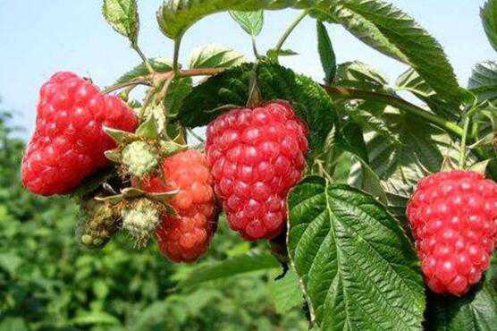 覆盆子和树莓的区别，覆盆子的功效（树莓和覆盆子的区别别名叫什么）