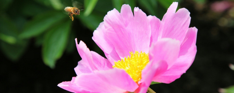 芙蓉花種子的播種方法