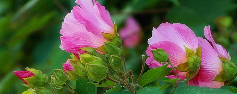 芙蓉花用往花骨朵上澆水嗎 芙蓉花的澆水方法