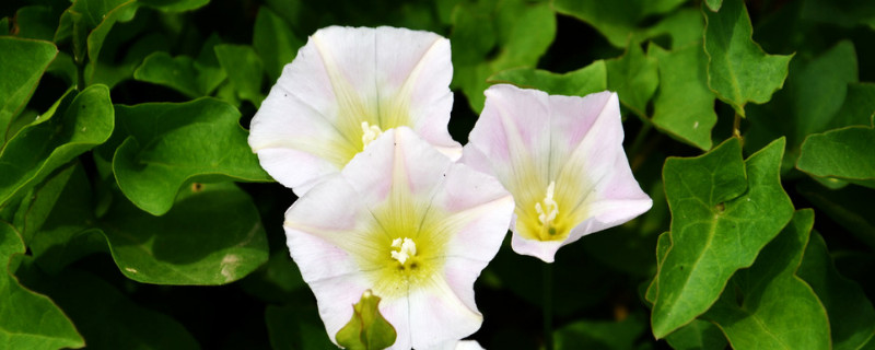 牵牛花冬季室内如何养护（牵牛花夏季养护）