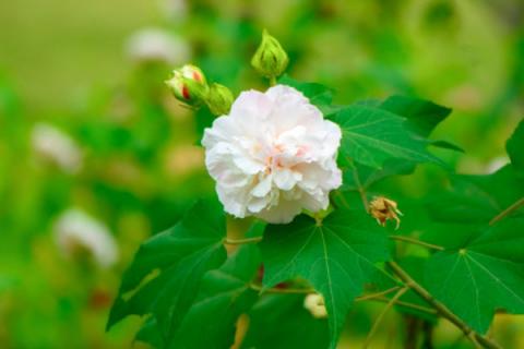 芙蓉花夏季能換盆嗎