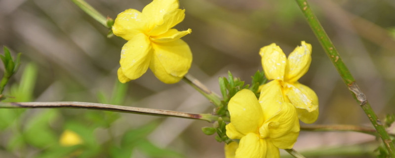 迎春花为什么枝条细（迎春花主干怎样增粗）