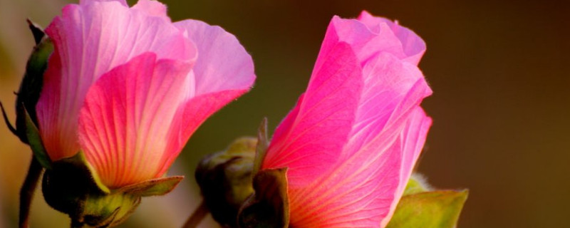 芙蓉花種子種植什么時(shí)候開花 芙蓉花苗什么時(shí)候栽好