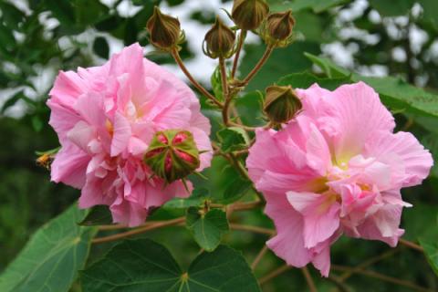 芙蓉花種子的播種方法