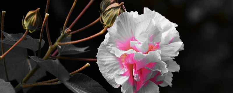 芙蓉花有什么特点 芙蓉花的样子和特点