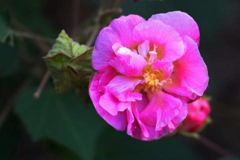 芙蓉花冬天需要剪枝嗎