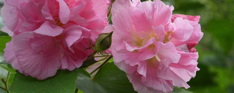 芙蓉花冬天需要剪枝嗎 芙蓉花冬季需要剪枝嗎