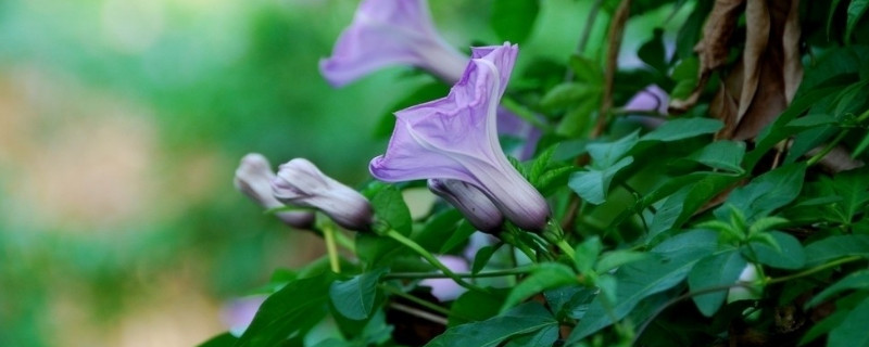 牽牛花發(fā)芽了怎么養(yǎng)（牽?；òl(fā)芽什么樣子）