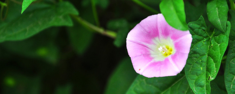 牵牛花的种子什么时候种（牵牛花种子多大）