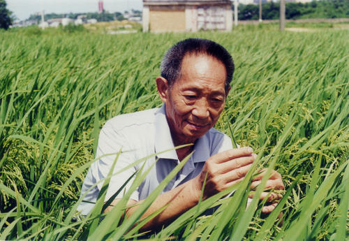 袁隆平杂交水稻取得成功历史时期