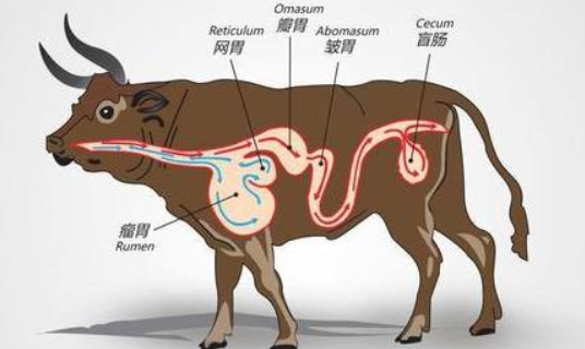 牛的四個(gè)胃分別叫什么名字（牛的四個(gè)胃都叫什么）