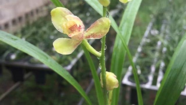 兰花水苔简易种植方法