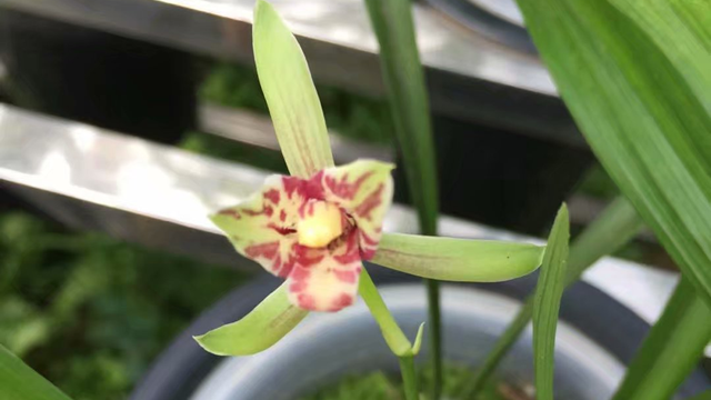 兰花种植用什么土壤最好（兰花种植用什么土壤最好活）