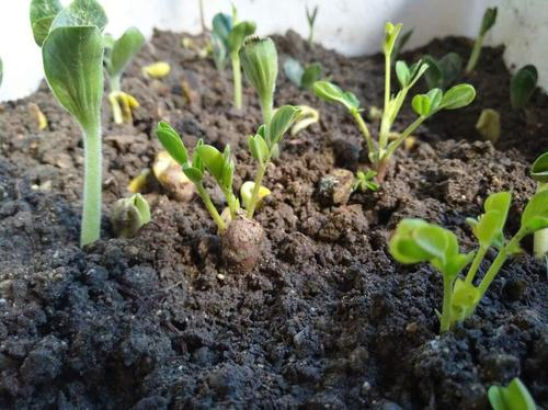 花生怎么种植方法 花生怎么种植方法要剥壳吗