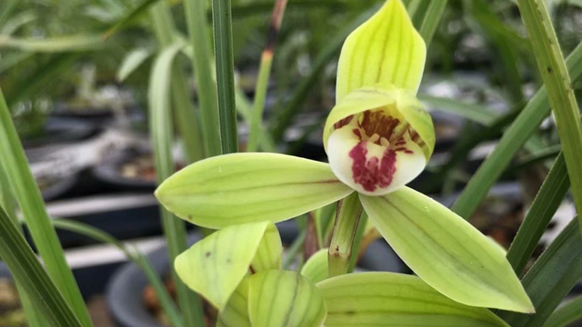 野生兰花种植技术 野生兰花种植技术要点