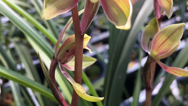 野生蘭花種植（野生蘭花種植方法）